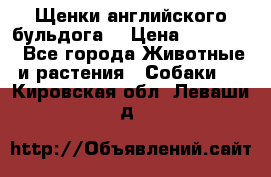 Щенки английского бульдога  › Цена ­ 60 000 - Все города Животные и растения » Собаки   . Кировская обл.,Леваши д.